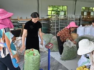 【出山·茶】 细叶尤秀色 微花亦芬芳 |“90后”茶人岑开秀的三个梦