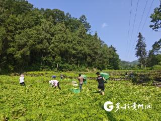 务川蔬菜直供贵阳市场