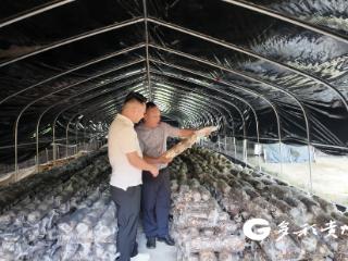 仁怀市后山乡：马桑菌喜获丰收 线上线下销售忙