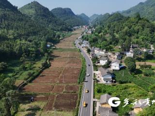 贵州务川：高粱移栽忙 增收有希望