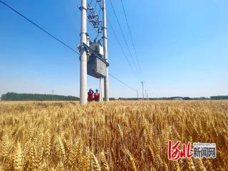 国网临西县供电公司助力夏粮丰收