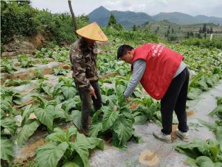 人保财险毕节分公司：烤烟染病受灾 查勘“医心”守护希望田