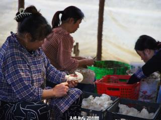 又到采菌季！“菌中皇后”舞出致富好“景”钱