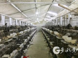 凤冈崇新村：肉鸽养殖 “啄”开致富门