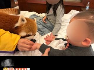小熊猫叫早服务，被叫停！