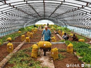 乐陵马铃薯原原种获丰收