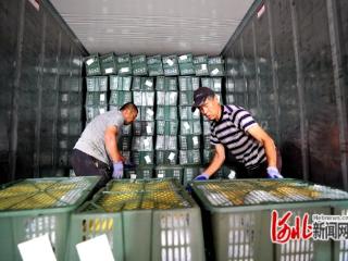 河北乐亭：蔬菜“链”上走 出口助增收