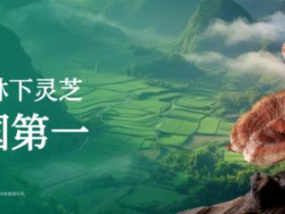从深山秘境到消费信任：华弘草芝堂如何用“真实溯源直播”定义灵芝 滋补 行业新标杆？