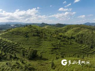 【对话民营企业家】贵州本土刺梨企业山王果：探索更集约 更绿色 更智能的发展路径