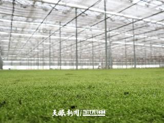 七星关区：5.6万平方米“绿毯”铺展乡村振兴路