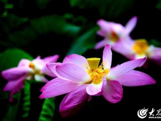 临沂：“口袋公园”荷花争艳