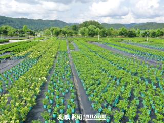 【在希望的田野上·三夏时节】贵定云雾镇：绣球花开“致富路”