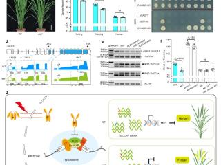 发现光信号影响水稻“生物钟”新机制！万建民院士团队找到关键基因ELD1