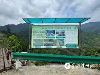 南网超高压公司天生桥局携手册亨县共建油茶生物防火阻隔林带
