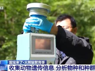 野生大熊猫有多少？种群如何分布？科研团队实地探秘