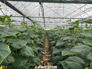 东西部协作结了“瓜”！龙里成为大湾区“菜篮子”