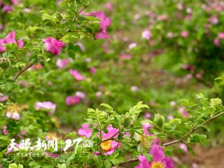 刺梨飘香忆先贤｜追寻罗登义教授的治学之光