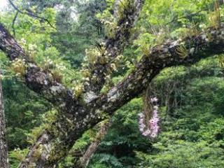 井冈山保护区一棵树上两种“神草”同时开花