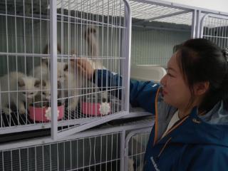 当代宠物繁育人推动行业转型的关键—— 在商业价值与生命伦理之间找到平衡