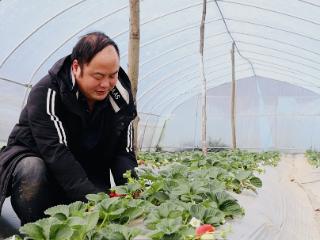 博士种草莓 高管养肉牛！“新农人”将现代科技引入传统农业