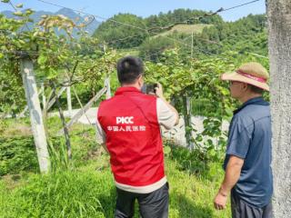 人保财险道真支公司：积极开展猕猴桃种植保险验标工作