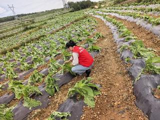 人保财险毕节分公司：冰雹砸坏烟苗 理赔迅速出击