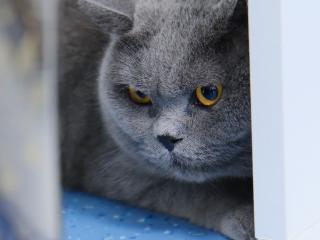 “铲屎官”福音 安徽一博士研发出“纯天然猫咪情绪稳定喷雾”