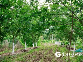 仁怀茅坝镇：椒香四溢绿满枝