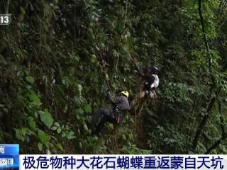 消失百年 极危物种大花石蝴蝶重返天坑秘境