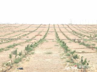 锁边之后 继续向沙漠腹地扩绿