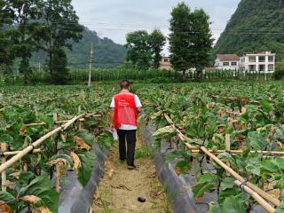 人保财险黔南平塘支公司：科技赋能农险查勘 助力农户战病灾