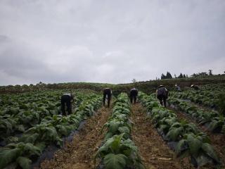 湖北咸丰：培土追肥精管理 技术“开方”防病害