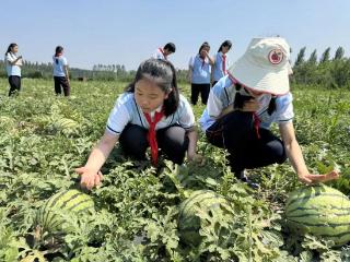 劳动最光荣！临沂金雀山小学把劳动课搬进西瓜地