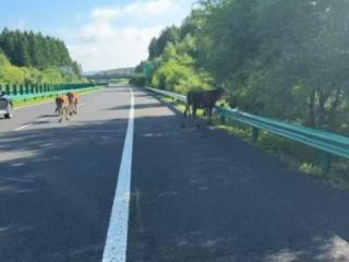 黄牛“霸路”沈吉高速 民警巧妙驱离化险为安