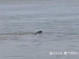 大沽河里惊现海豹？专家：有过此类案例，市民不要自行靠近