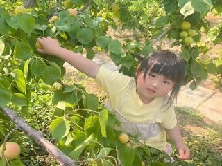童趣“杏”运 快乐采摘——东营市东营区文汇街道中心幼儿园幼儿园中班开展趣味摘杏活动