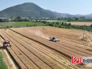 迁安市近2万亩冬小麦收获完成