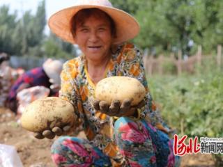 河北迁安：土豆丰收供市场 特色种植产业旺