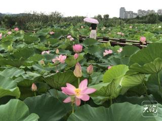 同一公园内荷花为何不同时盛开 业内人士：受多因素影响 属正常现象