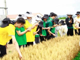 山东商务职业学院助力烟台农科育种家小麦收割