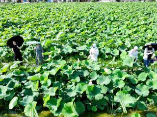 灌云：“花田经济”绘就乡村振兴新图景