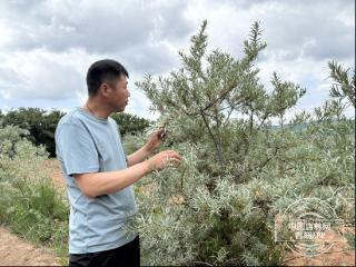 民营经济发展一线观察·吉民优品｜ 小沙棘撬动大产业 循环链激活新动能