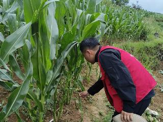 人保财险毕节分公司：突发虫害不用慌 保险农服来护航
