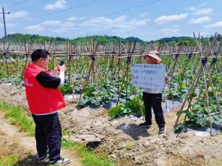 人保财险贵州安顺西秀支公司：开展特色蔬菜承保验标 护航农业发展