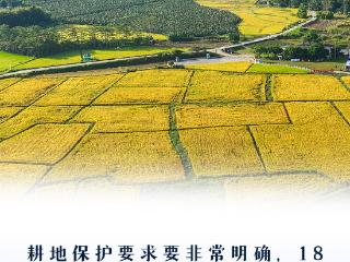 看图学习丨“守住耕地这个命根子” 总书记心系耕地保护