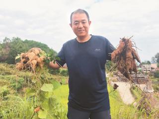 高山小紫薯长出“国字招牌”