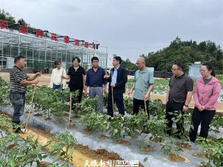 农业产业专家组奔赴一线 田间地头指导农户抗灾减灾