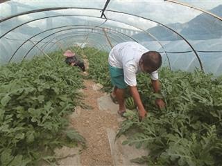 紫云县火花镇江纳村：西瓜丰收带民增收