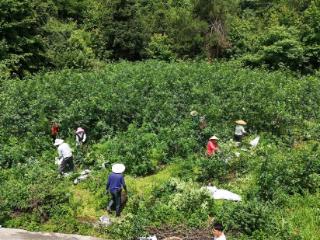 石阡王坪村：尖刺树上“致富果” 群众采出新生活