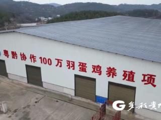 粤黔东西部协作再升级，贵州五谷蛋出“山”入“湾”